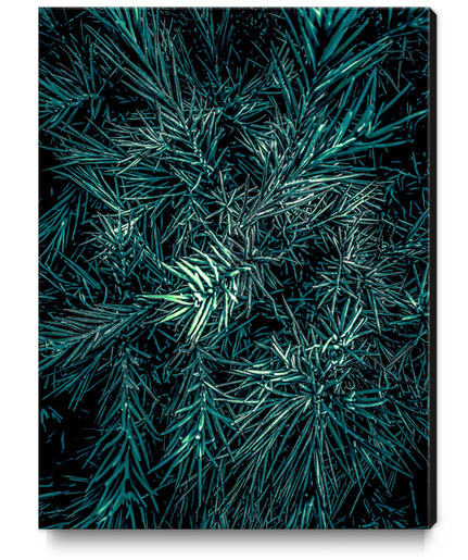 green spiky plant texture abstract background Canvas Print by Timmy333