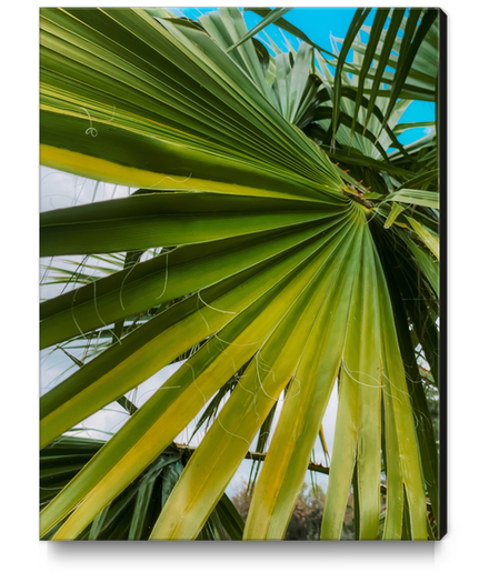 green palm leaves texture with blue sky background Canvas Print by Timmy333