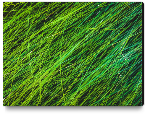 green grass field texture abstract background Canvas Print by Timmy333