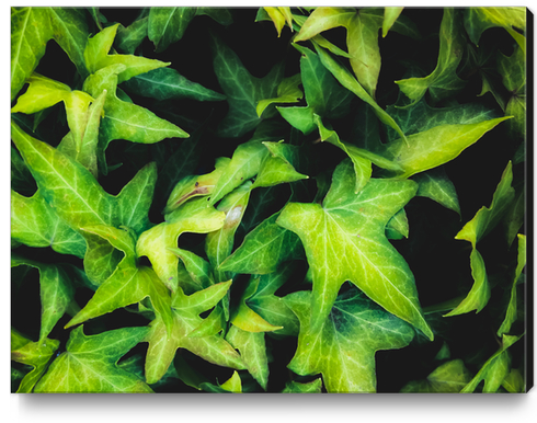 closeup green ivy leaves garden background Canvas Print by Timmy333