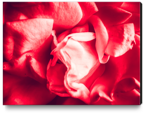 closeup blooming red rose texture abstract background Canvas Print by Timmy333