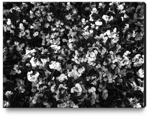 blooming flowers garden background in black and white Canvas Print by Timmy333