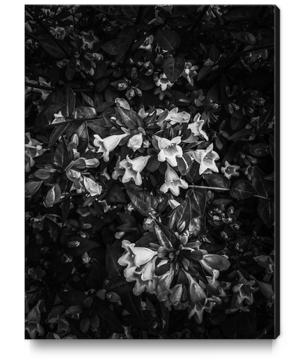 blooming flowers in black and white Canvas Print by Timmy333