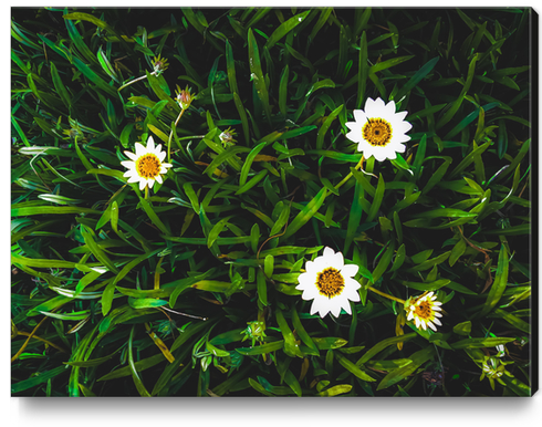 blooming white flowers with green leaves texture background Canvas Print by Timmy333