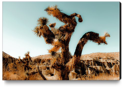 Cactus in the desert at Red Rock Canyon State Park, California, USA Canvas Print by Timmy333