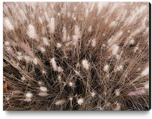 blooming grass flowers field texture abstract background Canvas Print by Timmy333