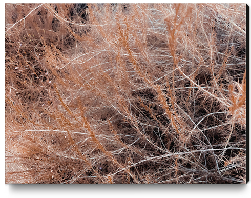 Closeup brown dry plant abstract texture background Canvas Print by Timmy333