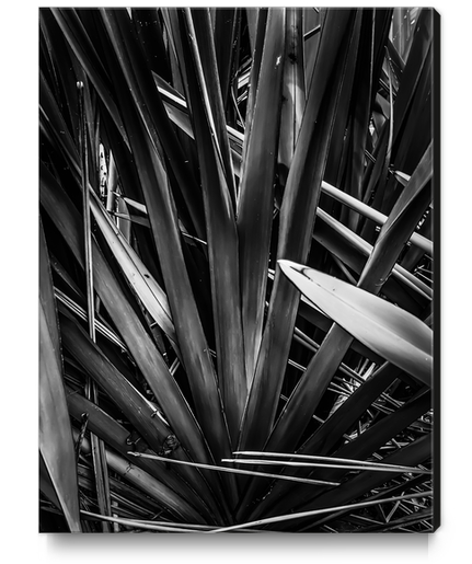 palm leaves texture abstract in black and white Canvas Print by Timmy333