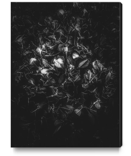 leaves texture in black and white Canvas Print by Timmy333