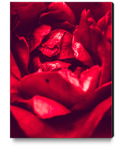 blooming red rose  Canvas Print by Timmy333