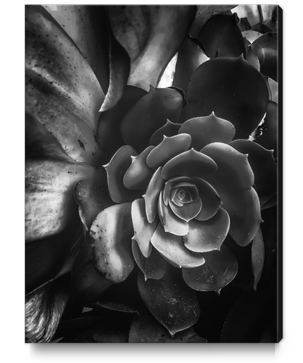 closeup succulent plant in black and white Canvas Print by Timmy333