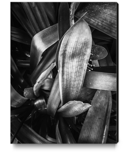 closeup leaves texture background in black and white Canvas Print by Timmy333