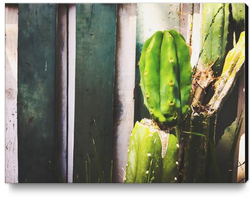 green cactus with green and white wood wall background Canvas Print by Timmy333