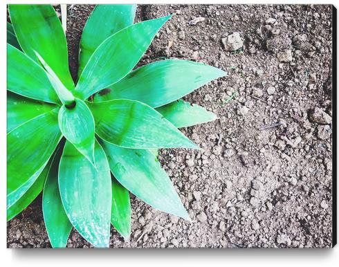 green leaf plant with sand background Canvas Print by Timmy333