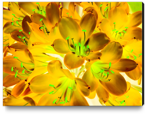 closeup yellow flower with green pollen background Canvas Print by Timmy333