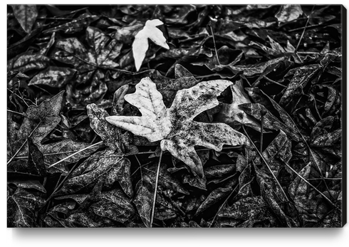 maple leaves in black and white Canvas Print by Timmy333