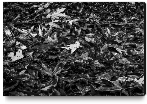 maple leaves texture abstract in black and white Canvas Print by Timmy333