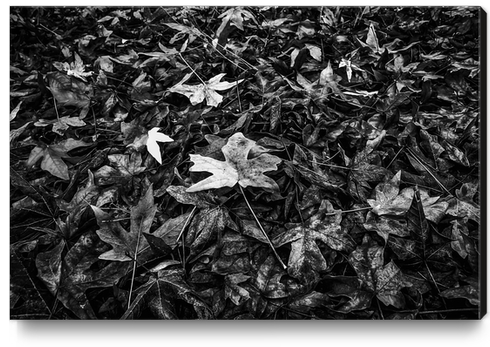 maple leaves texture in black and white Canvas Print by Timmy333