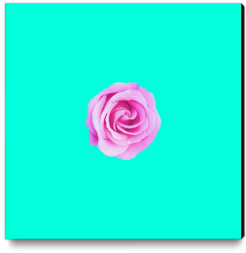 closeup pink rose with green background Canvas Print by Timmy333