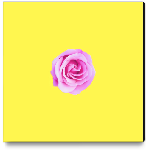 closeup pink rose with yellow background Canvas Print by Timmy333