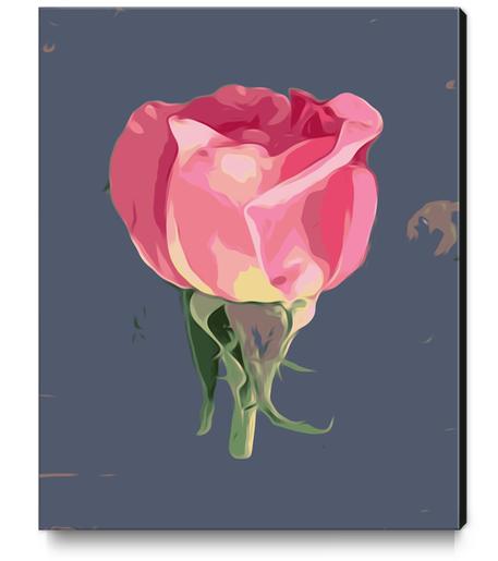 pink rose with grey background Canvas Print by Timmy333