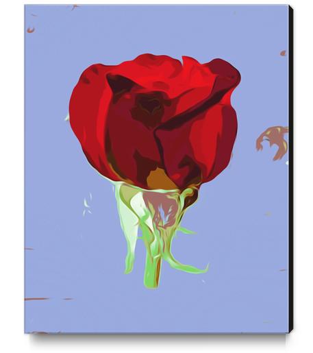 red rose with blue background Canvas Print by Timmy333