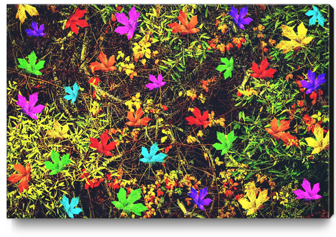 maple leaf in blue red green yellow pink orange with green creepers plants background Canvas Print by Timmy333