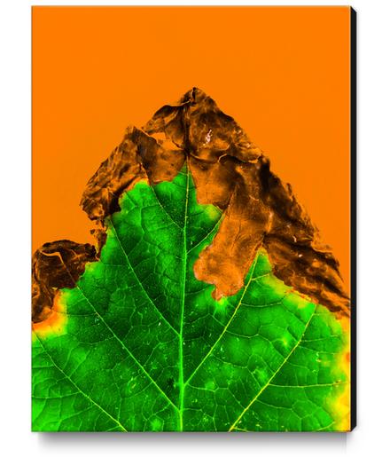 close up burning green leaf texture with orange background Canvas Print by Timmy333