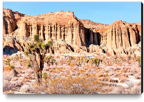 cactus in the desert with blue sky in summer at California,  USA Canvas Print by Timmy333