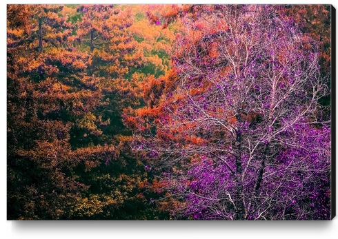 autumn tree in the forest with purple and brown leaf Canvas Print by Timmy333