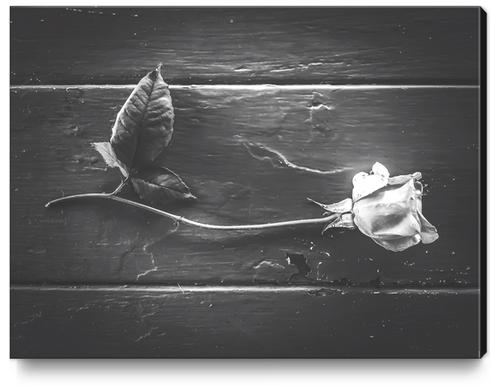 rose with leaves on the wood table in black and white Canvas Print by Timmy333