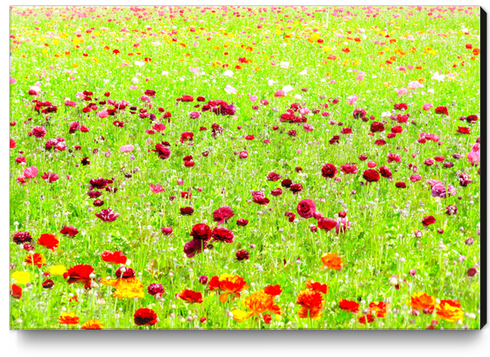 blooming flower field Canvas Print by Timmy333