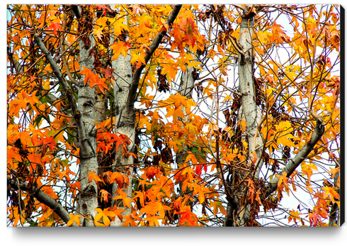 autumn maple leaves background Canvas Print by Timmy333