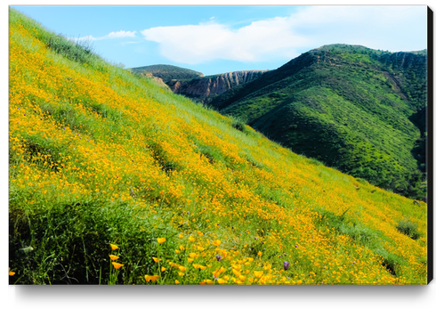 yellow poppy flower field with green leaf and green mountain and cloudy blue sky in summer Canvas Print by Timmy333