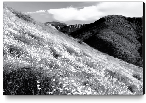 poppy flower field with mountain and cloudy sky background in black and white Canvas Print by Timmy333