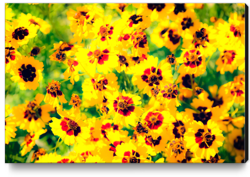 blooming yellow flower with green leaf background Canvas Print by Timmy333