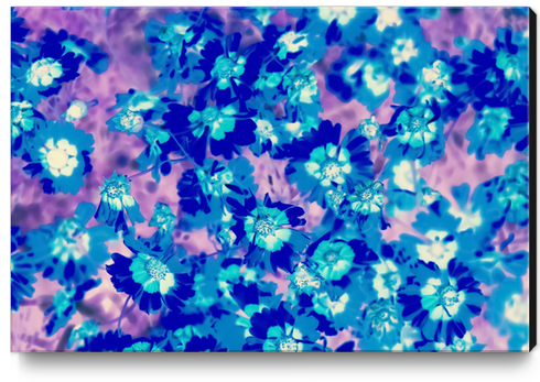 blooming blue flower abstract with pink background Canvas Print by Timmy333