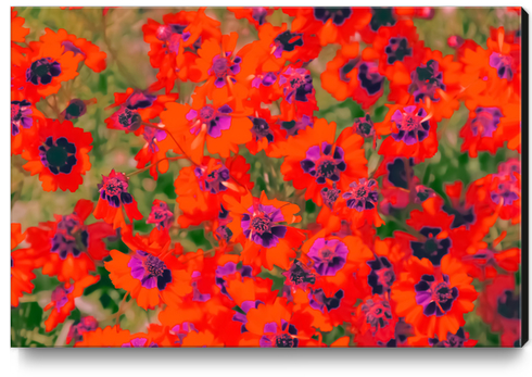 blooming red flower with green leaf background Canvas Print by Timmy333