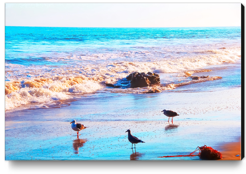 seagull bird on the sandy beach with blue wave water in summer Canvas Print by Timmy333