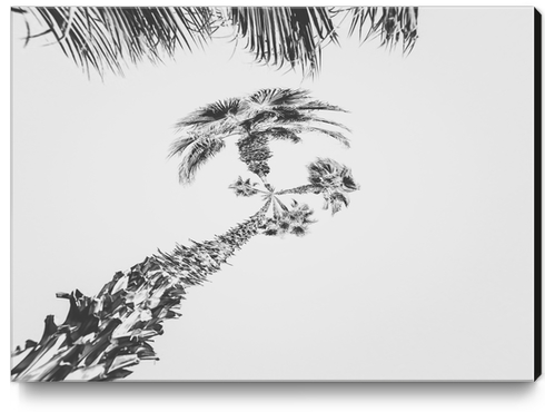 palm tree with clear sky background in black and white Canvas Print by Timmy333