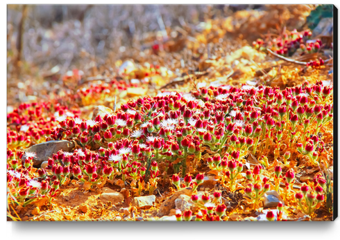 closeup red flower with green leaf background Canvas Print by Timmy333