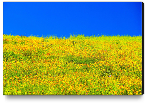 yellow poppy flower field with green leaf and clear blue sky Canvas Print by Timmy333
