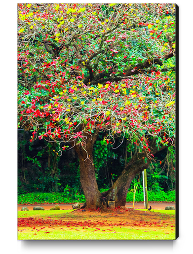 big tree with green yellow and red leaves Canvas Print by Timmy333