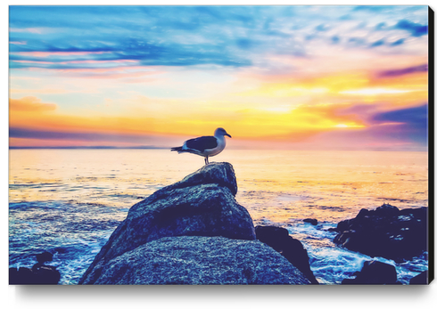 bird on the stone with ocean sunset sky background Canvas Print by Timmy333