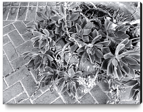 succulent plant with brick floor background in black and white Canvas Print by Timmy333