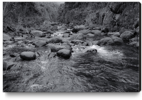 river in the forest with tree in black and white Canvas Print by Timmy333