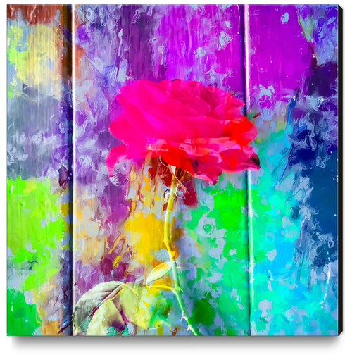 red rose with pink purple blue green yellow painting abstract background Canvas Print by Timmy333