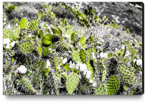 texture of the green cactus with white flower in the desert  Canvas Print by Timmy333