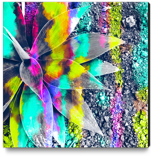 succulent plant with painting abstract background in green pink yellow purple Canvas Print by Timmy333