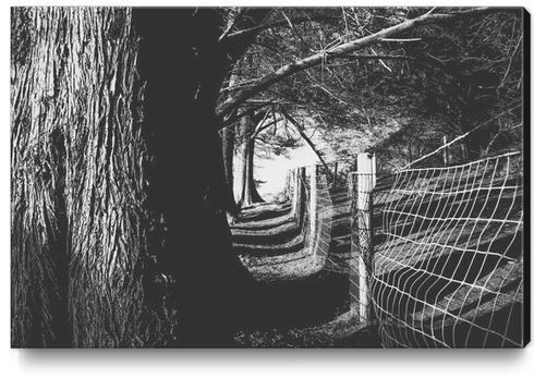 trees in the forest with shadow and sunlight in black and white Canvas Print by Timmy333